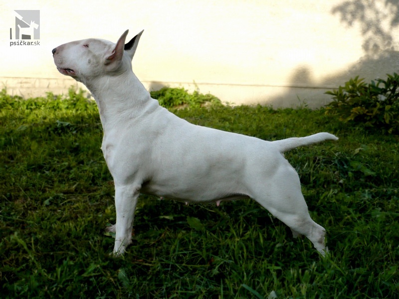 <a href="http://www.whitepit.eu" target="_blank">White Pit</a>