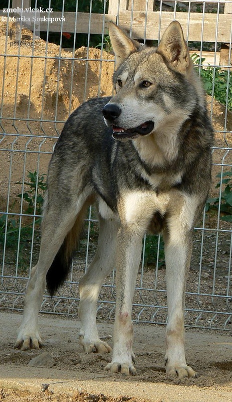<a href="http://www.wolfdogs.cz/" target="_blank">z Molu Es</a>