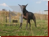 <a href="http://www.milthonbohemia.com" target="_blank">Milthon Bohemia</a>