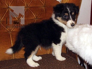 <a href="http://www.sheltie.zazriva.net" target="_blank">Zlatá fantázia</a>