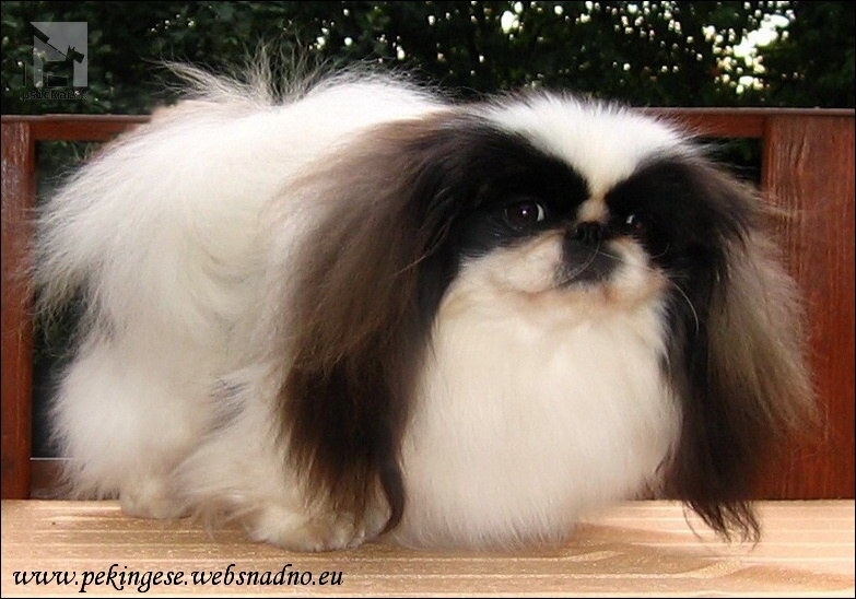 <a href="http://www.pekingese.websnadno.eu" target="_blank">od Macháčků</a>