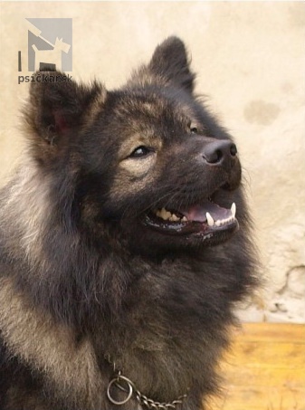 <a href="http://www.akita-eurasier.estranky.cz" target="_blank">Tomimopa</a>