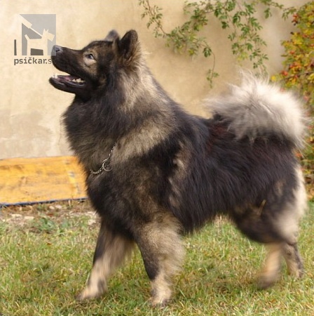 <a href="http://www.akita-eurasier.estranky.cz" target="_blank">Tomimopa</a>