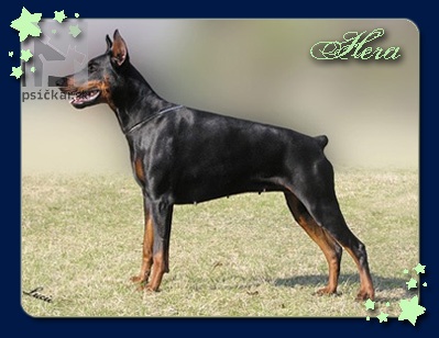 <a href="http://www.dobermanns.sk" target="_blank">Nuova Dolce Vita</a>