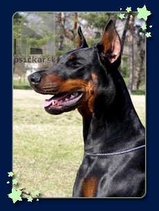 <a href="http://www.dobermanns.sk" target="_blank">Nuova Dolce Vita</a>