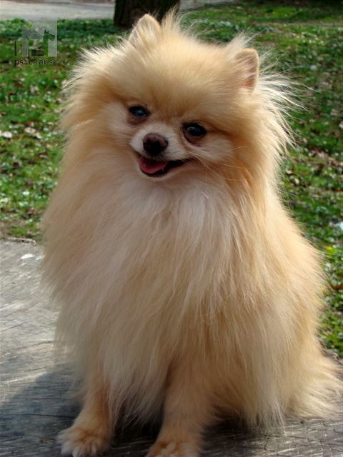 <a href="http://www.pomeranianpompadour.com" target="_blank">Pompadour</a>