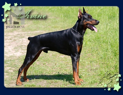 <a href="http://www.dobermanns.sk" target="_blank">Nuova Dolce Vita</a>