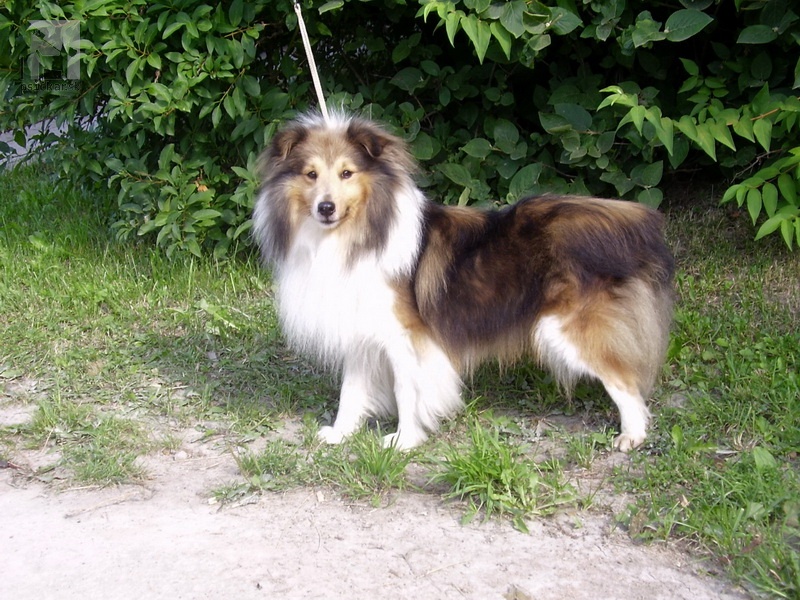 <a href="http://www.sheltie.zazriva.net" target="_blank">Zlatá fantázia</a>