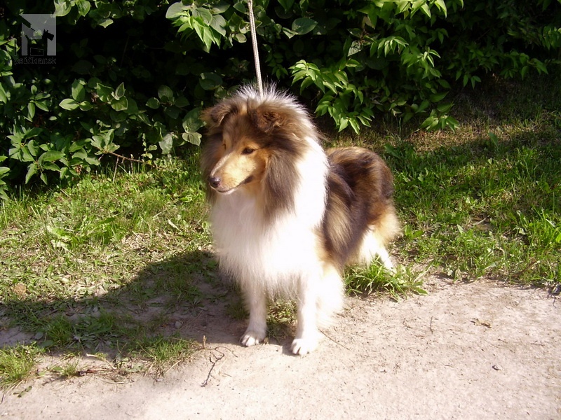 <a href="http://www.sheltie.zazriva.net" target="_blank">Zlatá fantázia</a>