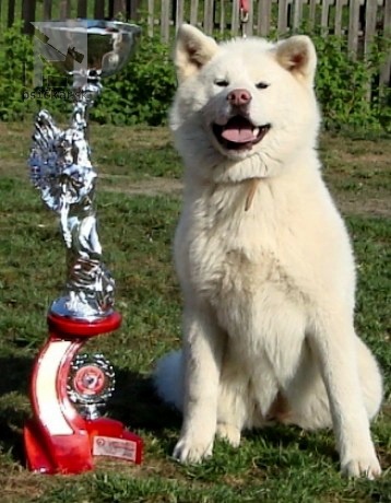 <a href="http://www.akita-eurasier.estranky.cz" target="_blank">Tomimopa</a>