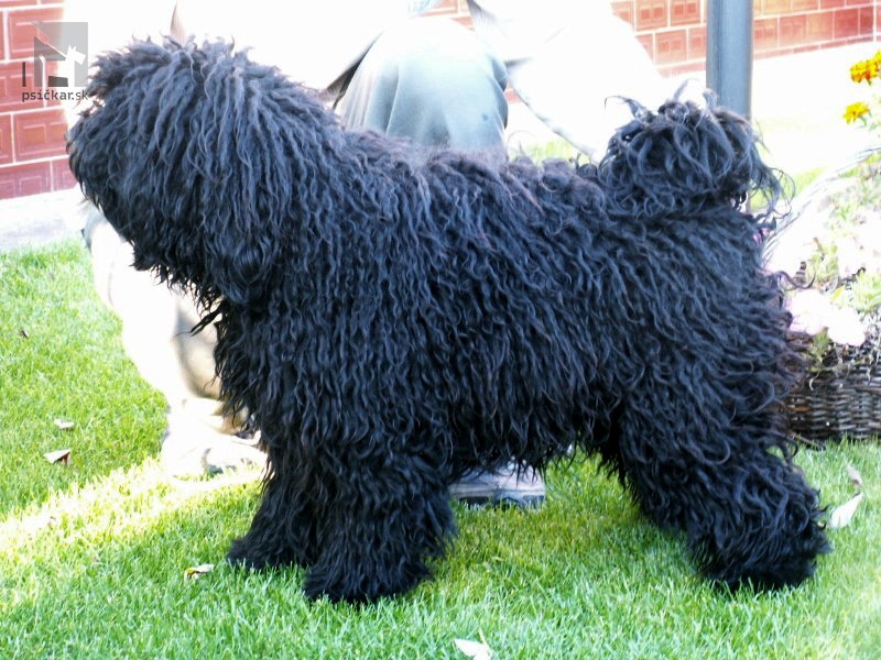 <a href="http://www.komondor.szm.sk" target="_blank">Koroščenko</a>