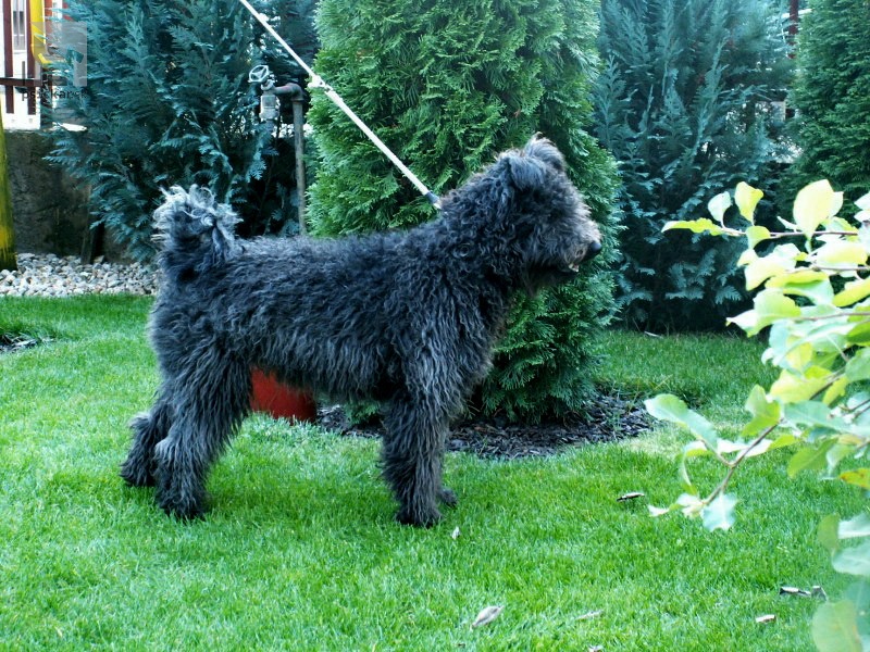 <a href="http://www.komondor.szm.sk" target="_blank">Koroščenko</a>