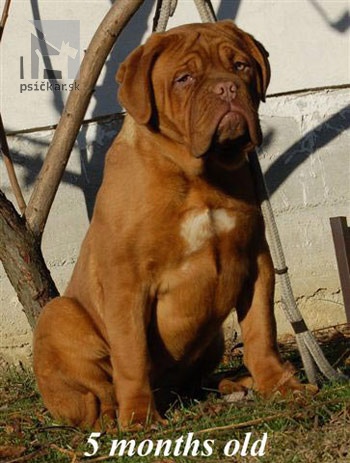 <a href="http://www.doguedebordeaux.sk" target="_blank">z Vlčkovského mlyna</a>