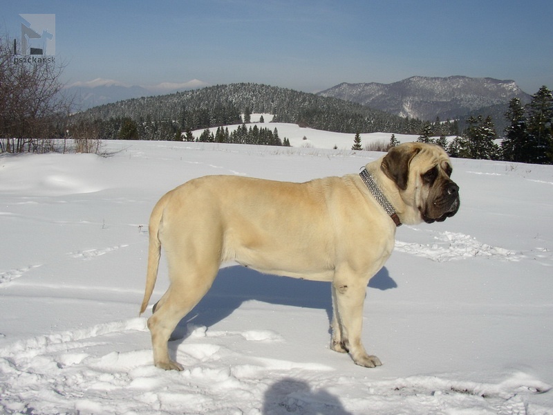 <a href="http://englishmastiff.sk" target="_blank">SPOD HOLÍ</a>