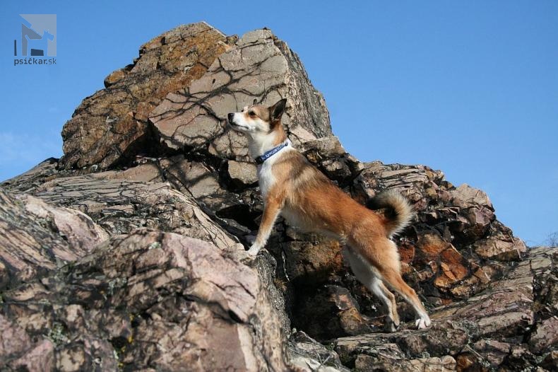 <a href="http://www.lundehund.cz/station.php?lang=cs&amp;noHead=1&amp;show=showZA&amp;article=0">Det Norske Flaket</a>