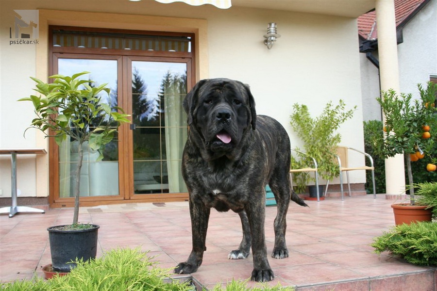 <a href="http://englishmastiff.sk" target="_blank">SPOD HOLÍ</a>