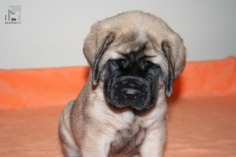 <a href="http://englishmastiff.sk" target="_blank">SPOD HOLÍ</a>