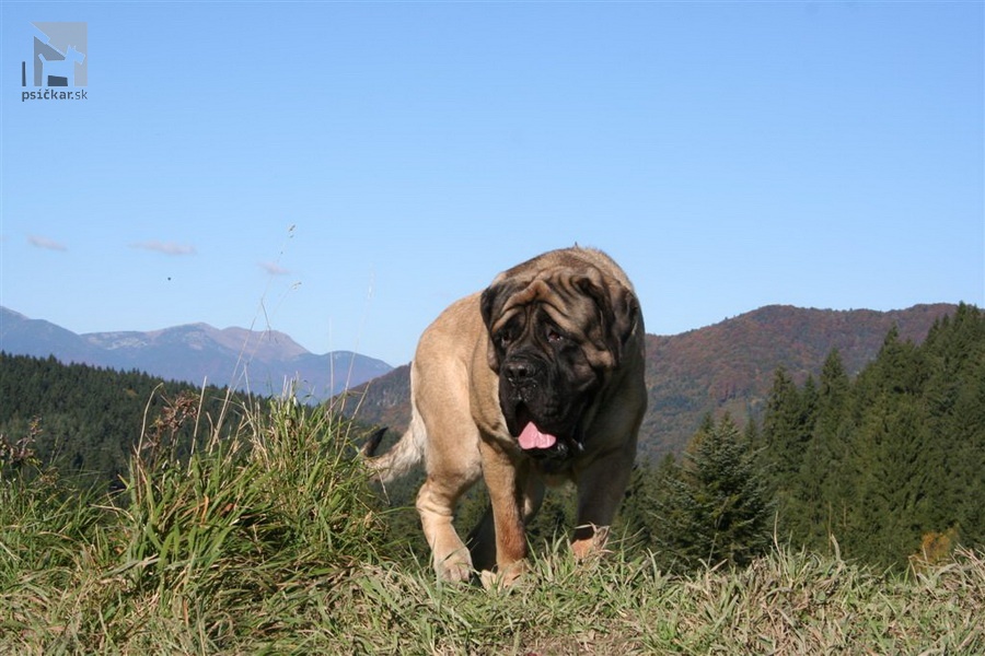 <a href="http://englishmastiff.sk" target="_blank">SPOD HOLÍ</a>