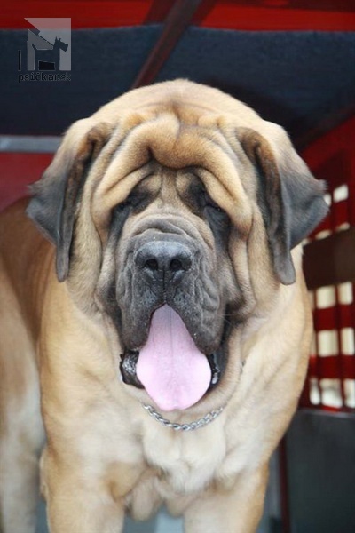 <a href="http://englishmastiff.sk" target="_blank">SPOD HOLÍ</a>