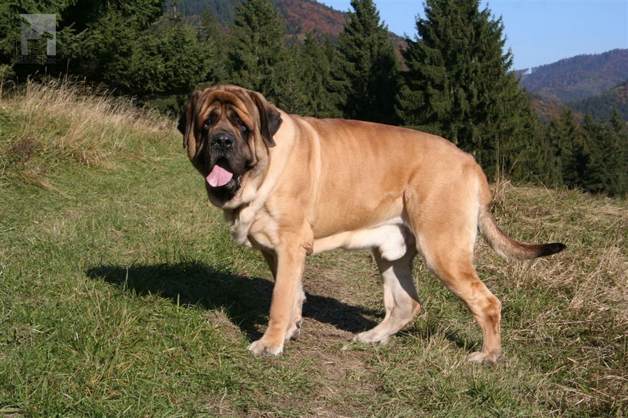 <a href="http://englishmastiff.sk" target="_blank">SPOD HOLÍ</a>