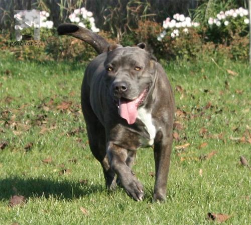 <a href="http://www.bandog-slovakia.sk" target="_blank">Andante kennels</a>