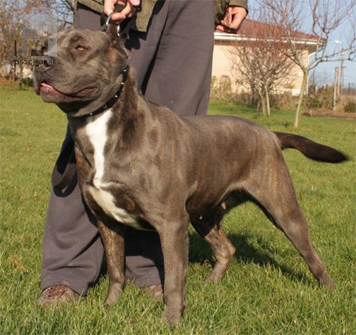 <a href="http://www.bandog-slovakia.sk" target="_blank">Andante kennels</a>