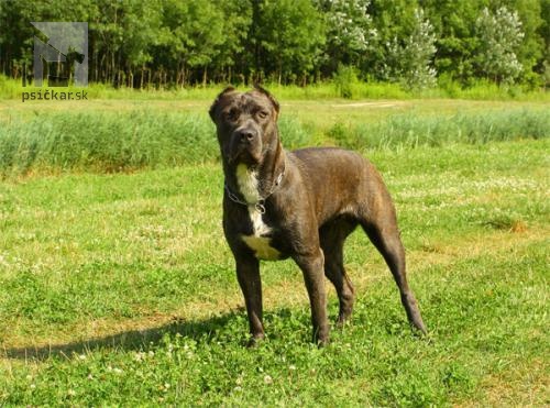 <a href="http://www.bandog-slovakia.sk" target="_blank">Andante kennels</a>