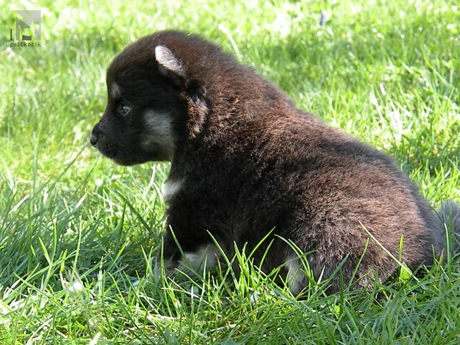 <a href="http://bonniel-dog.eu" target="_blank">Bonniel-dog</a>