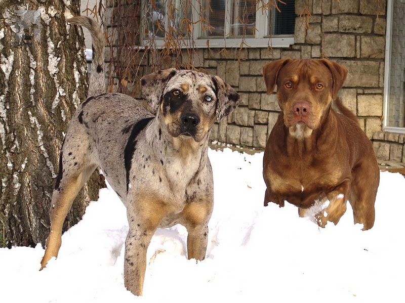 <a href="http://www.coahoma.eu" target="_blank">Coahoma Catahoulas</a>