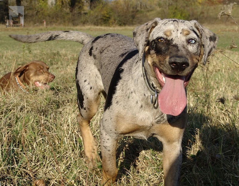 <a href="http://www.coahoma.eu" target="_blank">Coahoma Catahoulas</a>