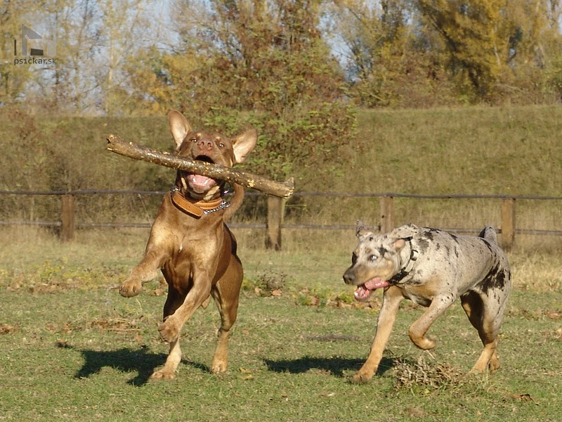 <a href="http://www.coahoma.eu" target="_blank">Coahoma Catahoulas</a>