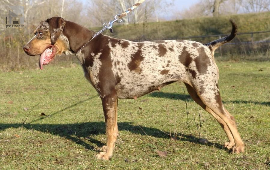 <a href="http://www.coahoma.eu" target="_blank">Coahoma Catahoulas</a>