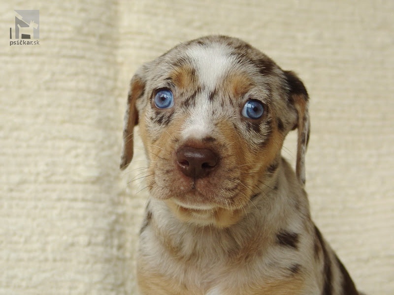 <a href="http://www.coahoma.eu" target="_blank">Coahoma Catahoulas</a>