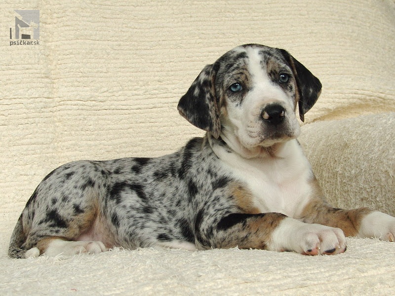 <a href="http://www.coahoma.eu" target="_blank">Coahoma Catahoulas</a>