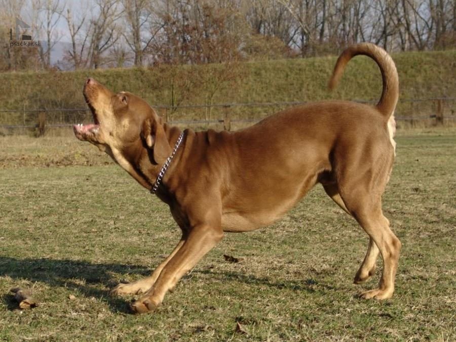 <a href="http://www.coahoma.eu" target="_blank">Coahoma Catahoulas</a>