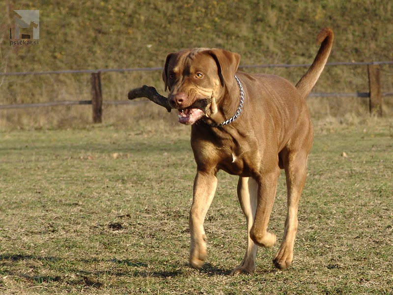 <a href="http://www.coahoma.eu" target="_blank">Coahoma Catahoulas</a>