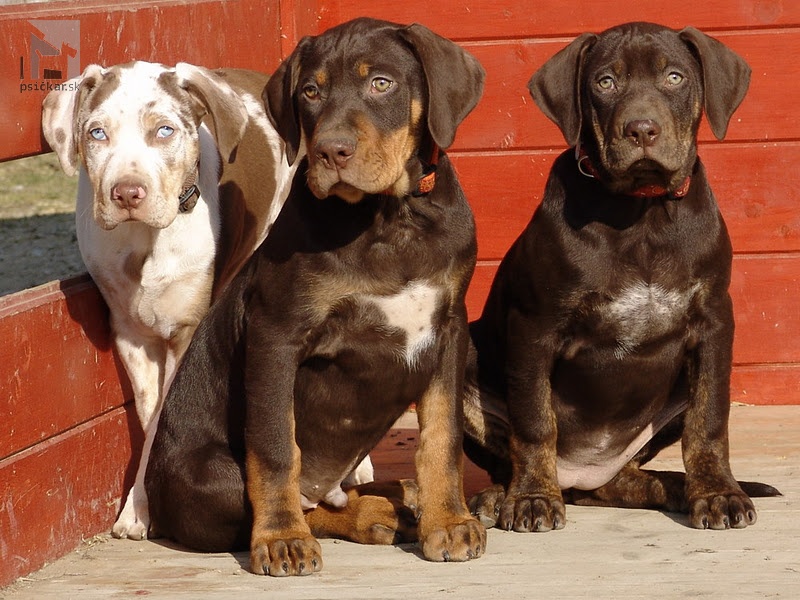 <a href="http://www.coahoma.eu" target="_blank">Coahoma Catahoulas</a>