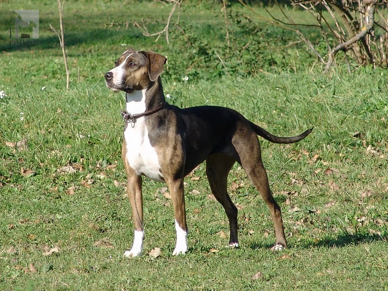 <a href="http://www.coahoma.eu" target="_blank">Coahoma Catahoulas</a>