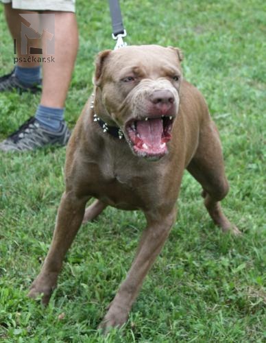 <a href="http://www.bandog-slovakia.sk" target="_blank">Andante kennels</a>