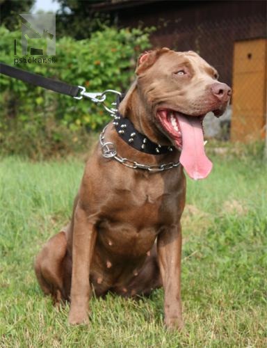 <a href="http://www.bandog-slovakia.sk" target="_blank">Andante kennels</a>