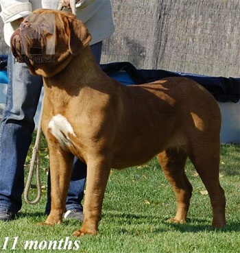 <a href="http://www.doguedebordeaux.sk" target="_blank">z Vlčkovského mlyna</a>