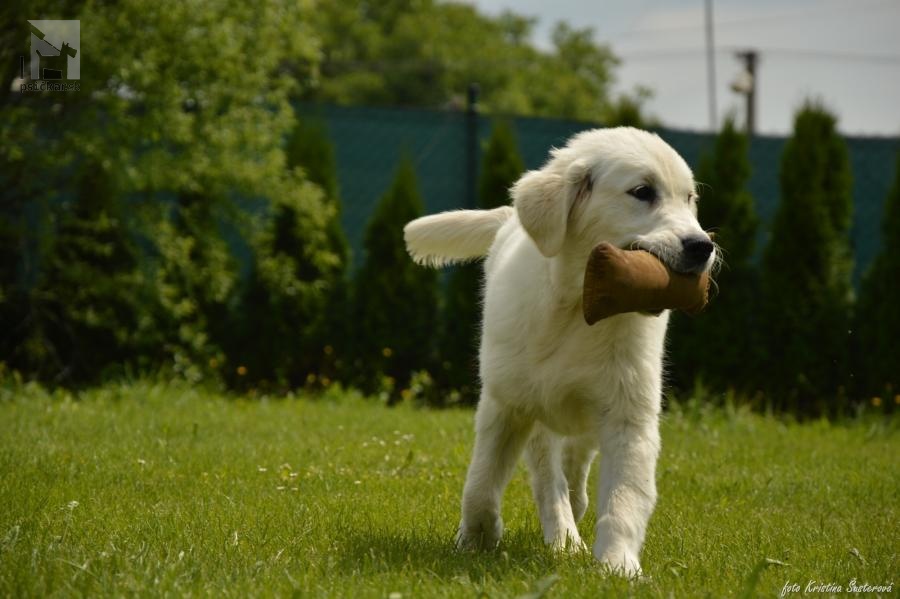 zlatý retriever My Joy