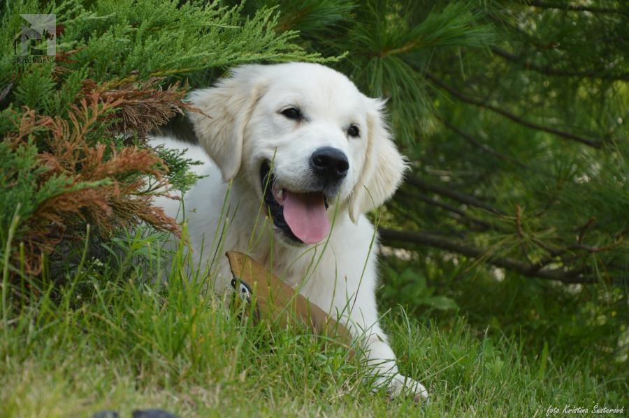 zlatý retriever My Joy