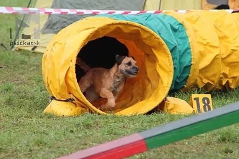 Kontra Fiery Lucifer &quot;Dorotka&quot; (border terrier) na agility