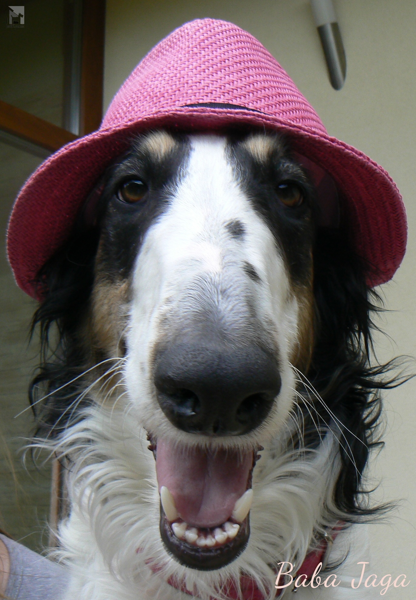 borzoi