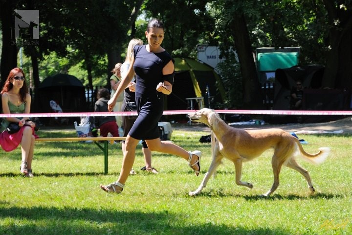 Galériu psíka pridal používateľ Arshan