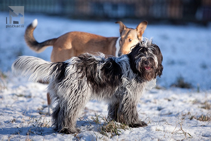 nederlandse schapendoes, holandský pastiersky pes, kólia krátkosrstá, collie smo