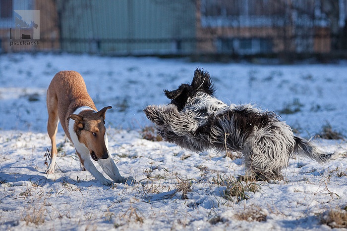 nederlandse schapendoes, holandský pastiersky pes, kólia krátkosrstá, collie smo