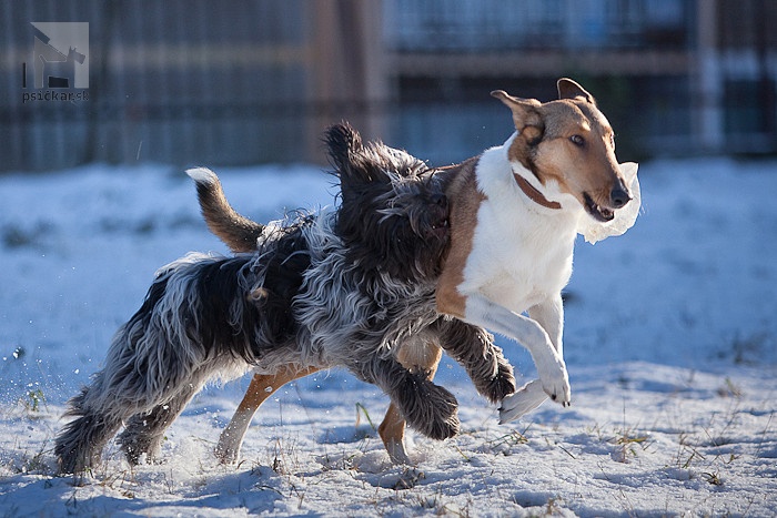 nederlandse schapendoes, holandský pastiersky pes, kólia krátkosrstá, collie smo