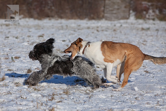 nederlandse schapendoes, holandský pastiersky pes, kólia krátkosrstá, collie smo